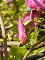 Magnolia cv inconnu (fam Magnoliacees) (Photo F. Mrugala) (6)